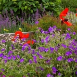 Koje cvijeće se može saditi u julu sjemenkama u otvorenom tlu